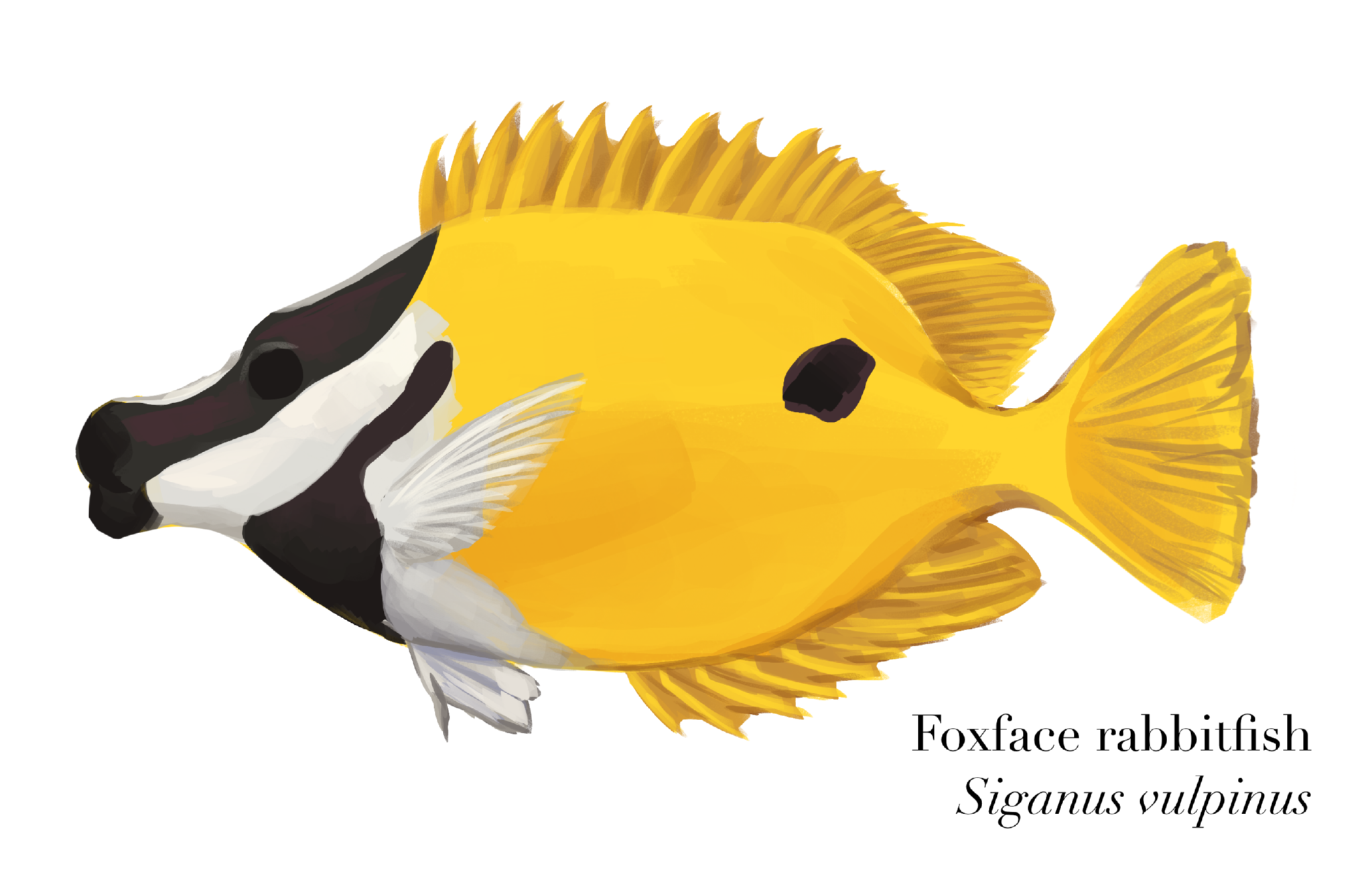 Foxface rabbitfish
