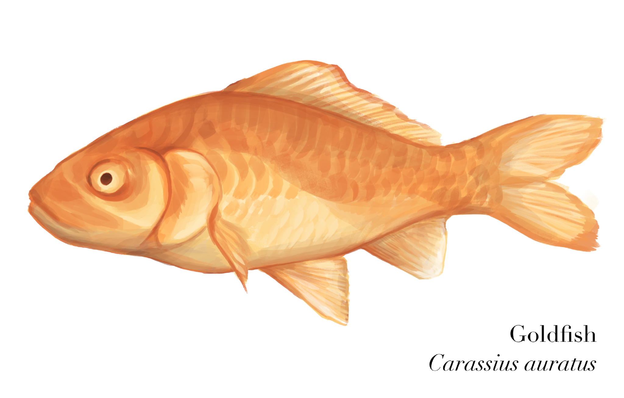 Goldfish