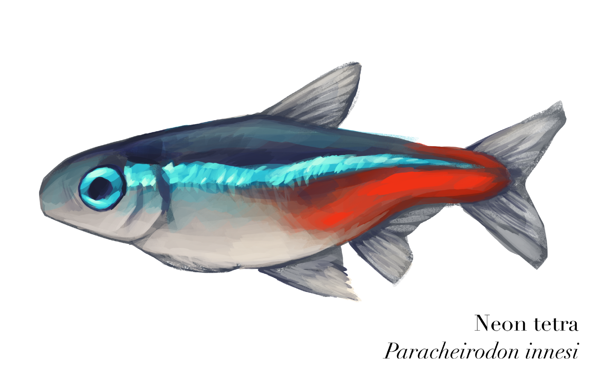 Neon tetra