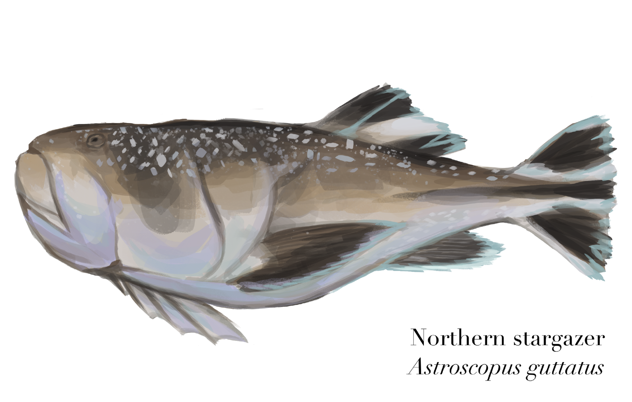 Northern stargazer