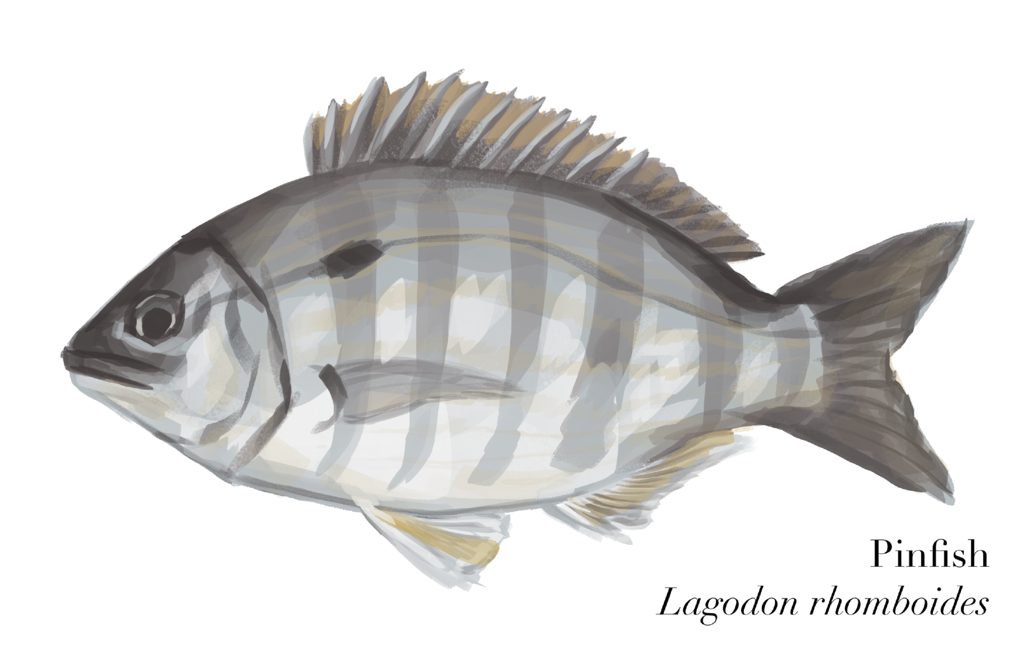 Pinfish