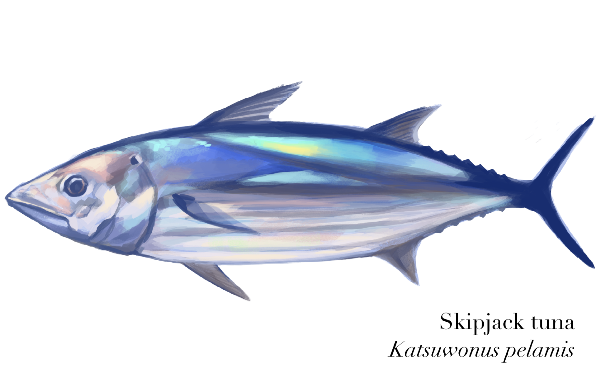 Skipjack tuna