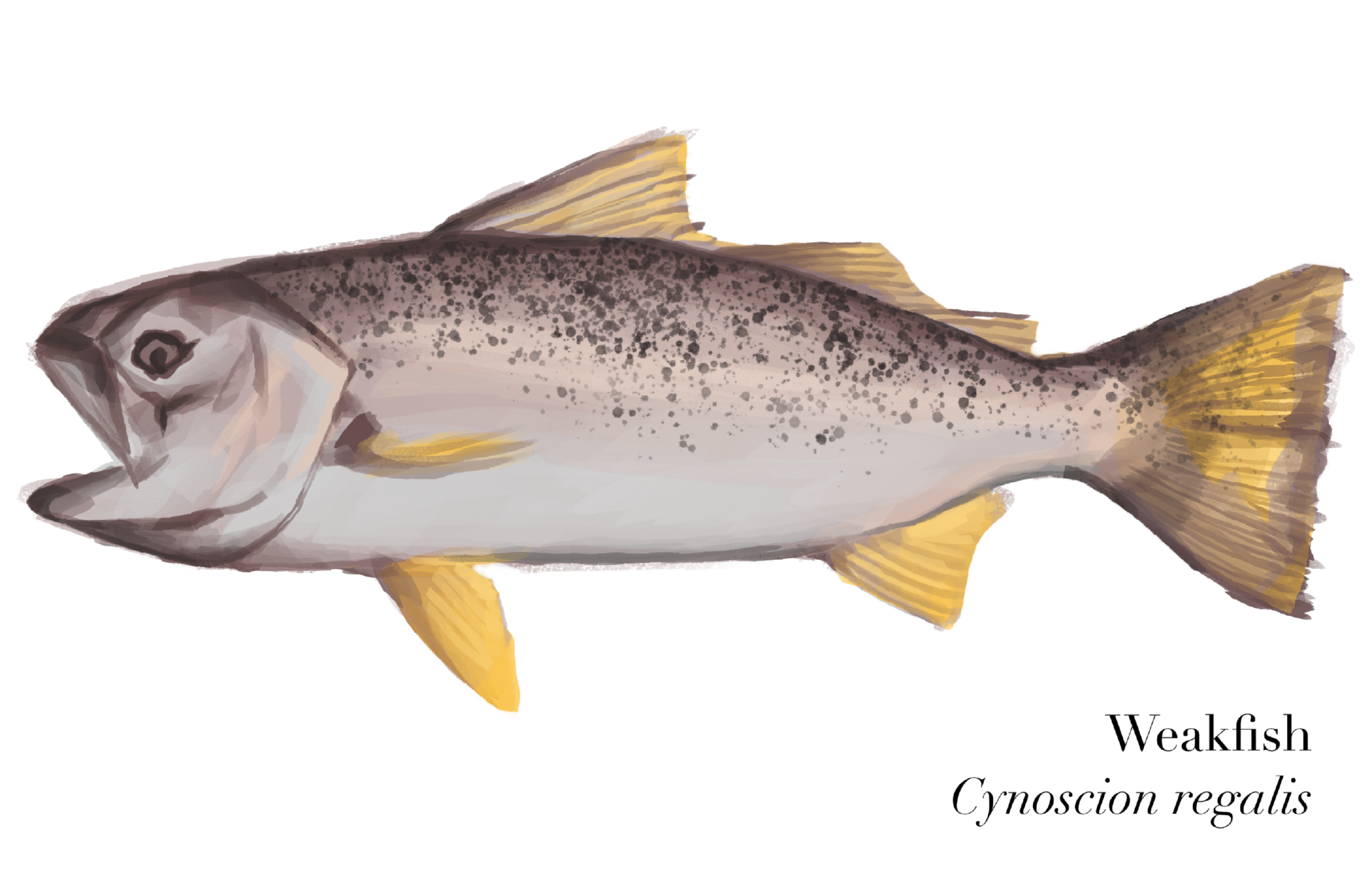 Weakfish