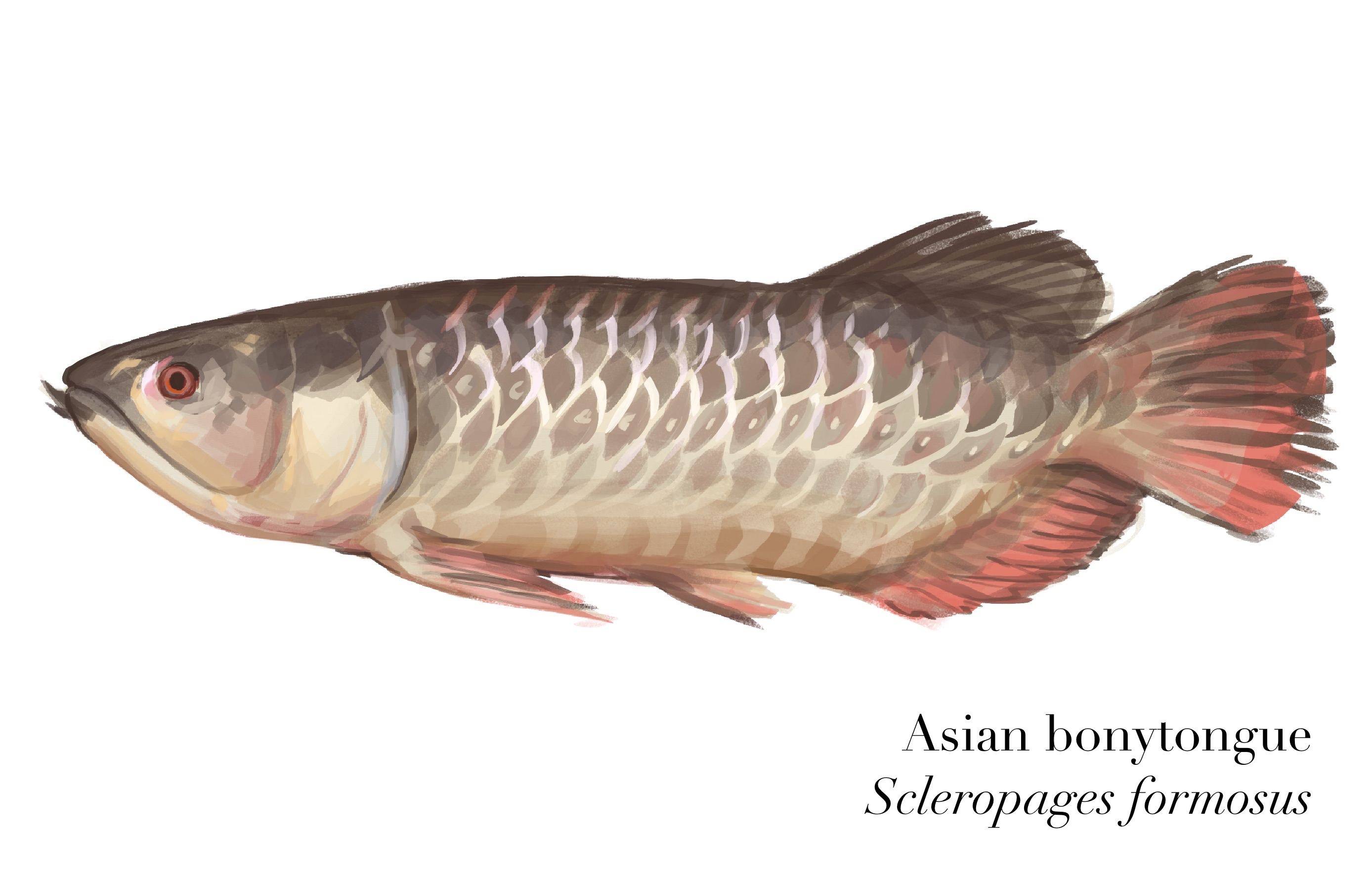 Asian bonytongue (arowana)