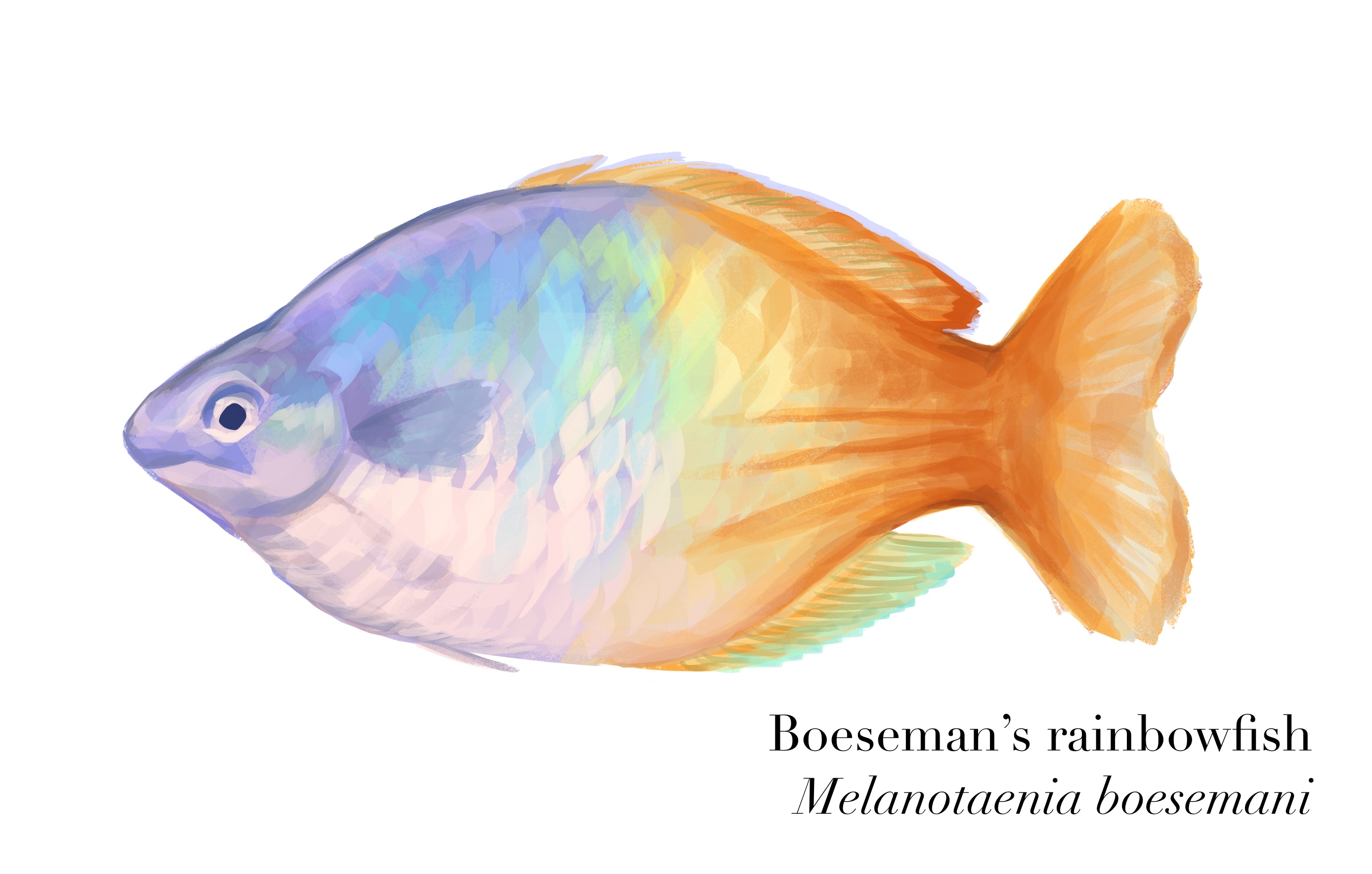 Boeseman's rainbowfish