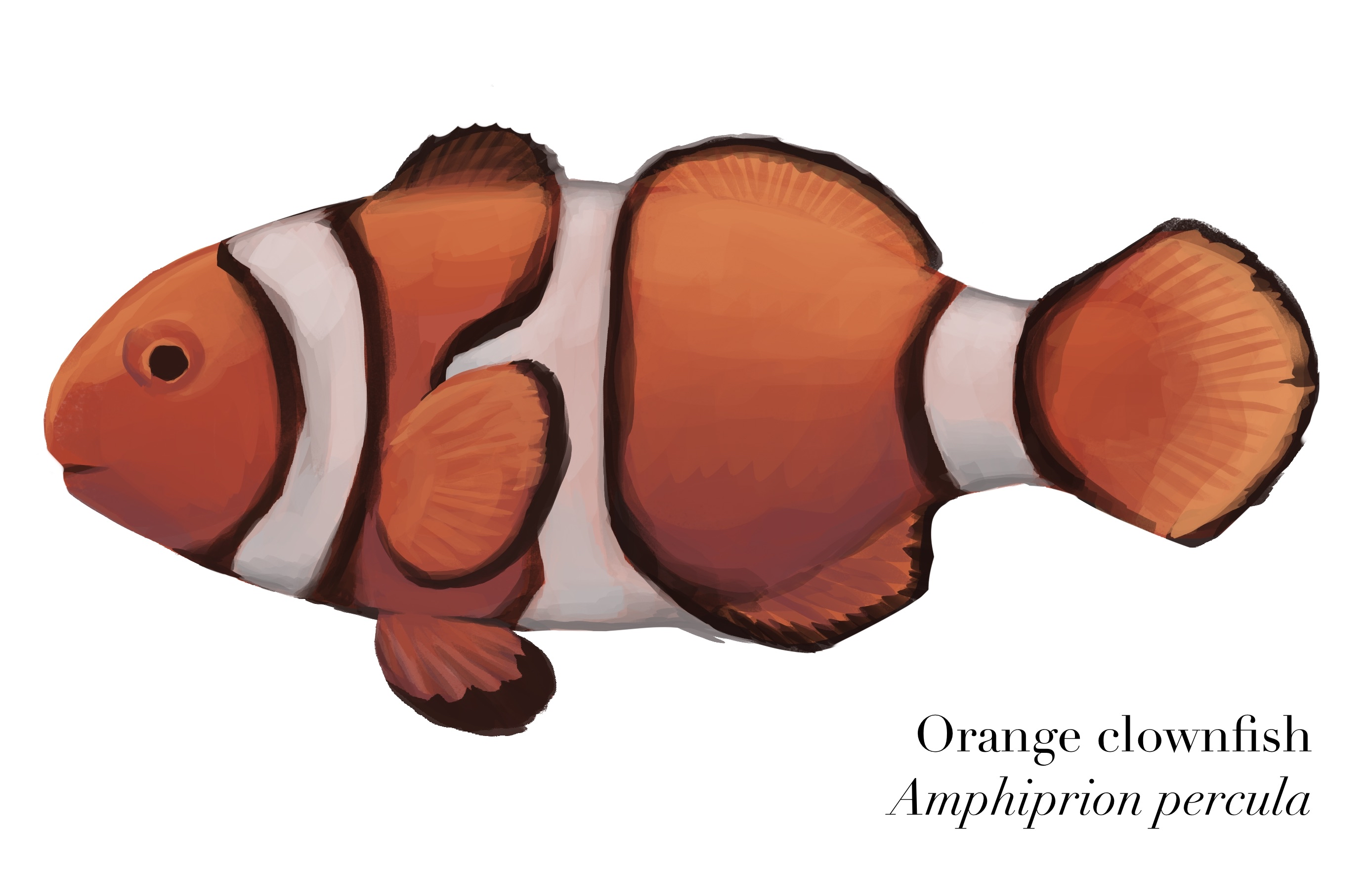 Orange clownfish