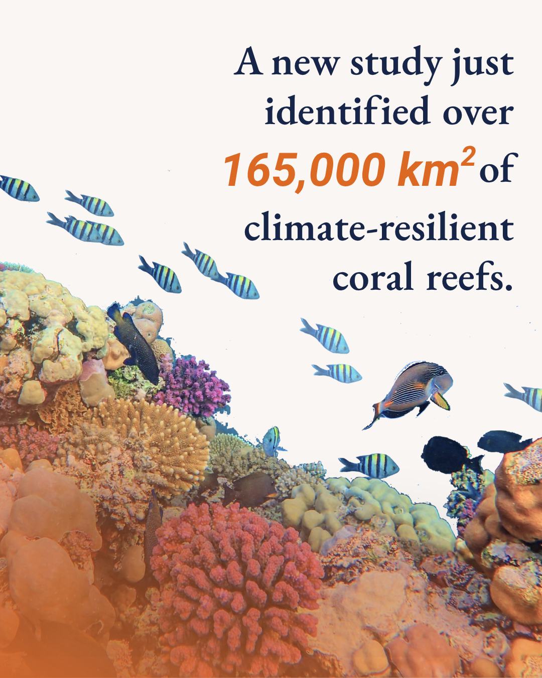 A new study just identified over 165,000 km² of climate-resilient coral reefs