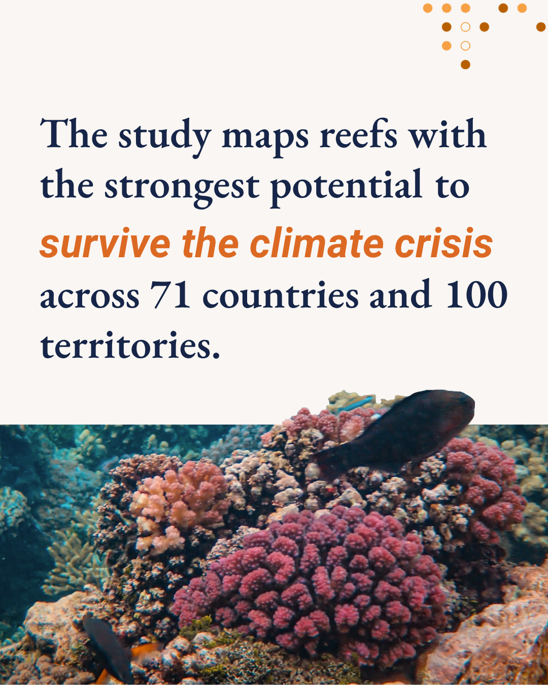 The study maps reefs with the strongest potential to survive the climate crisis across 71 countries and 100 territories