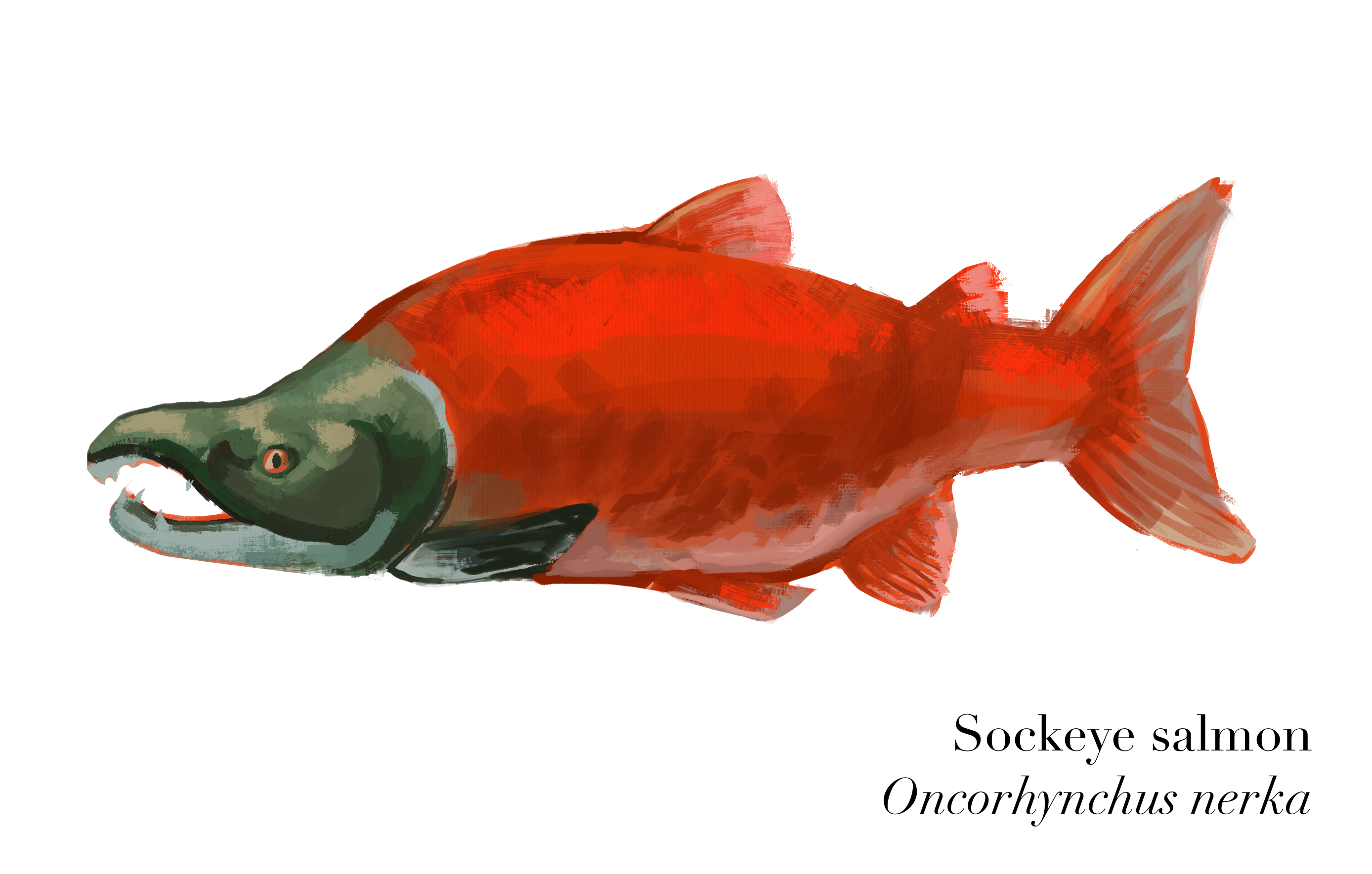 Sockeye salmon